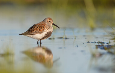 Dunlin - adult bird at a wetland on the spring migration 