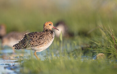 Ruff - male bird at a wetland on the mating season in spring