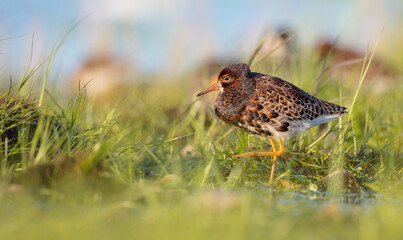 Ruff - male bird at a wetland on the mating season in spring