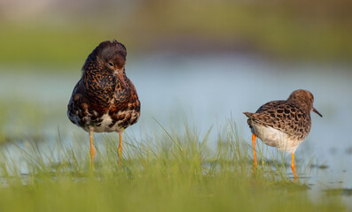 The ruff - pair at wetland on a mating season in spring