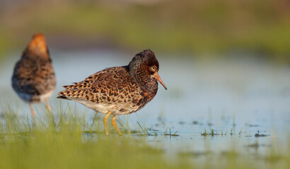 Ruff - male bird at a wetland on the mating season in spring