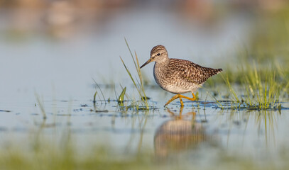 Wood Sandpiper  - in spring on the migration way at wetland