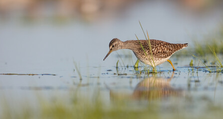 Wood Sandpiper  - in spring on the migration way at wetland