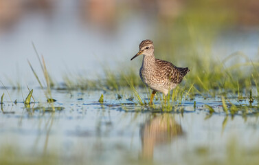 Wood Sandpiper  - in spring on the migration way at wetland