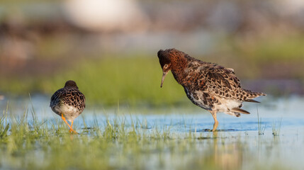 The ruff - pair at wetland on a mating season in spring