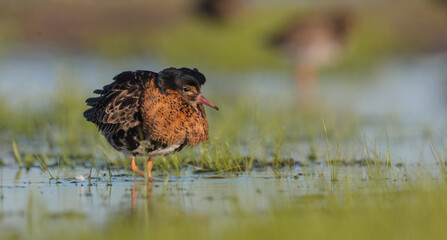 Ruff - male bird at a wetland on the mating season in spring