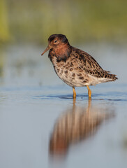 Ruff - male bird at a wetland on the mating season in spring