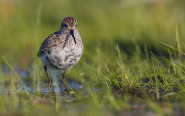 Dunlin - adult bird at a wetland on the spring migration 