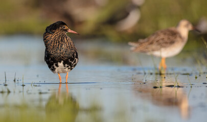 Ruff - male bird at a wetland on the mating season in spring