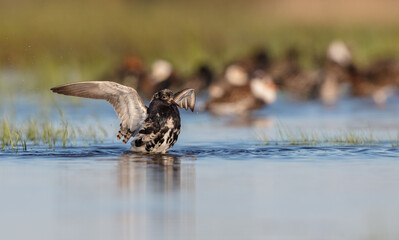 Ruff - male bird at a wetland on the mating season in spring