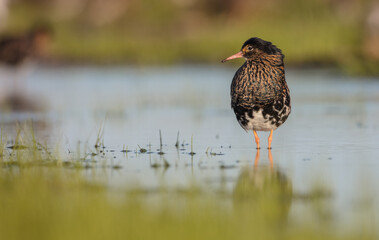 Ruff - male bird at a wetland on the mating season in spring