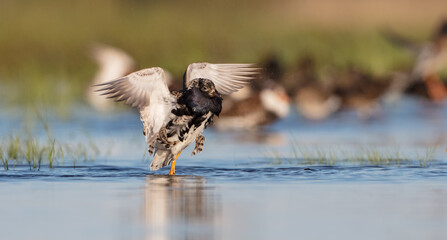 Ruff - male bird at a wetland on the mating season in spring