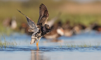 Ruff - male bird at a wetland on the mating season in spring