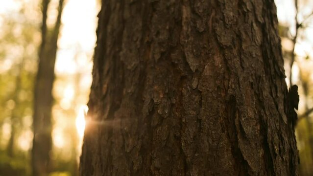Pine tree trunk bark with spruce tree twigs in front of it. Coniferous forest texture background.Nature view of a big pine tree in a forest. Crowns of trees with bright morning sunrays. 