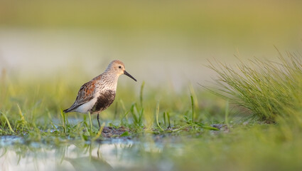 Dunlin - adult bird at a wetland on the spring migration 