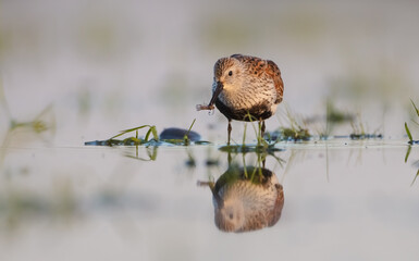 Dunlin - adult bird at a wetland on the spring migration 