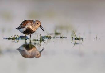 Dunlin - adult bird at a wetland on the spring migration 