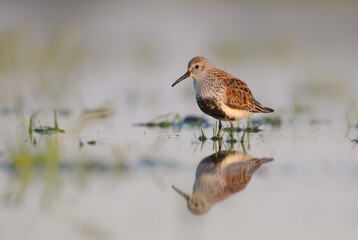 Dunlin - adult bird at a wetland on the spring migration 