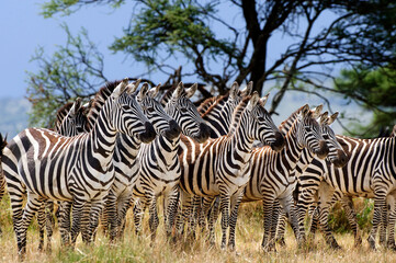 zebra group