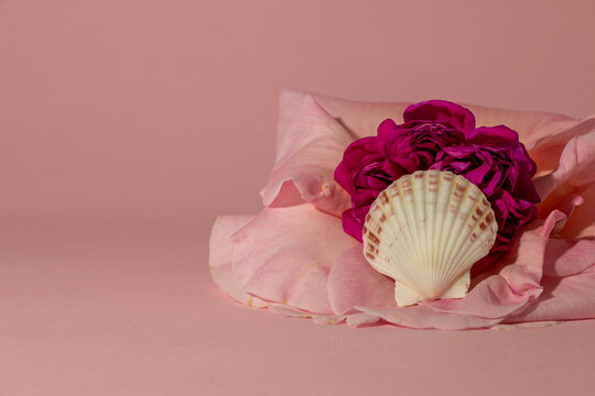 pink rose with white shell, creative romantic summer concept on the pink background
