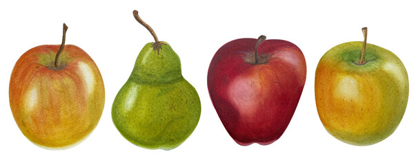 green red apples pears watercolor