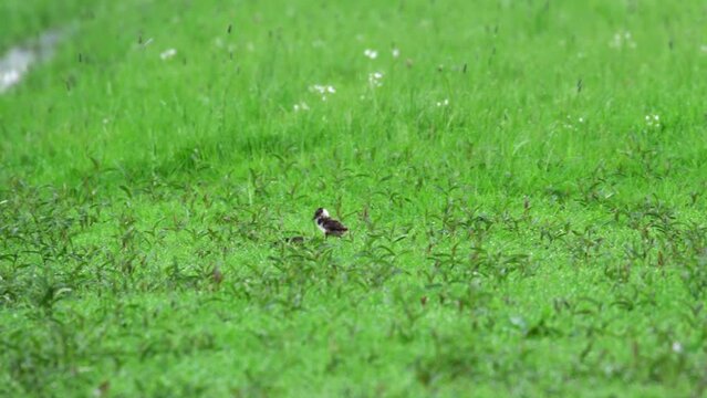Lapwing vanellus vanellus chicks forage next to water-filled ditch, birdwatching