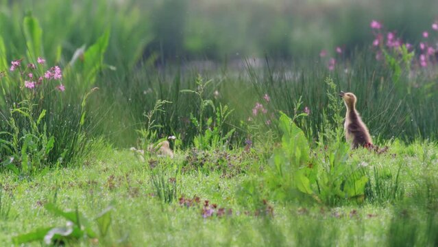 Cute Canadian geese goslings and parents foraging in lush meadow, Dutch outdoors