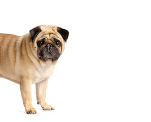 Purebred funny pug on a white background.