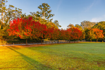 Early Morning Autumn Hues