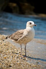 Fototapeta premium Vertical shot of a Seagull next to the sea at the Greek island