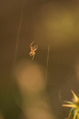 Vertical shot of a spider climbing on the web