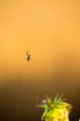 Vertical shot of a spider climbing on the web