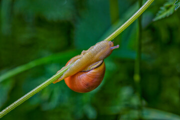escargot sur une tige verte 