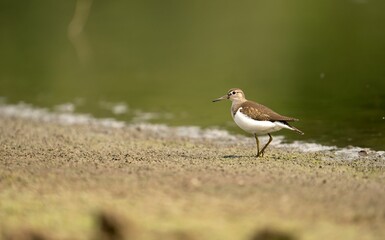 Sandpiper standing near water
