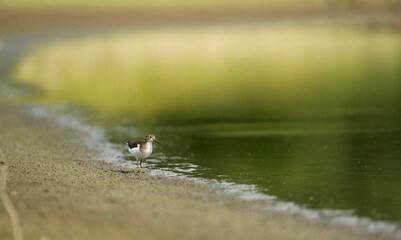 Sandpiper standing in water