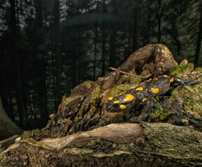 Closeup of snake between rocks