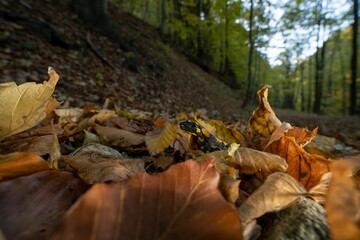 Closeup of fallen autumn leaves