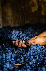 Vertical shot of a person holding Mandilari grapes
