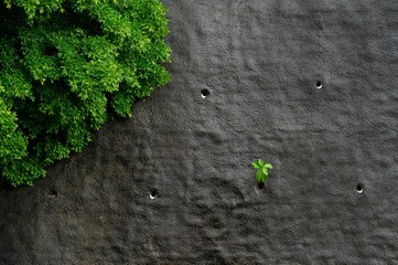 Bright green bush near a stone wall with holes