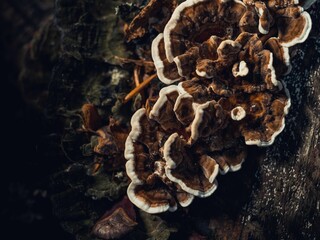 Top view of the Turkey tail mushroom (Trametes versicolor) on the mossy blurred background