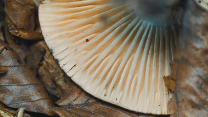 Closeup shot of a mushroom cap grown in a forest