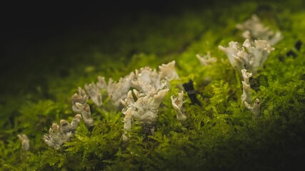 Closeup of Xylaria hypoxylon, known as the candlestick fungus, candlesnuff fungus, carbon antlers.