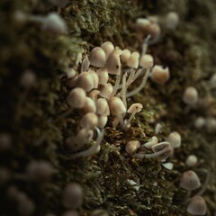 Closeup of Mycena leptocephala, commonly known as the nitrous bonnet.
