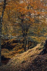 Vertical shot of the beautiful autumn forest with bright foliage.