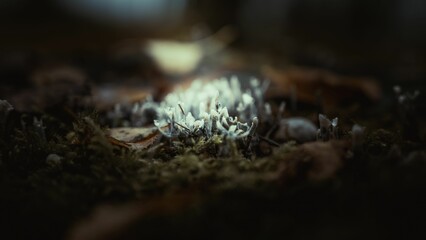 Closeup of Xylaria hypoxylon, known as the candlestick fungus, candlesnuff fungus, carbon antlers.