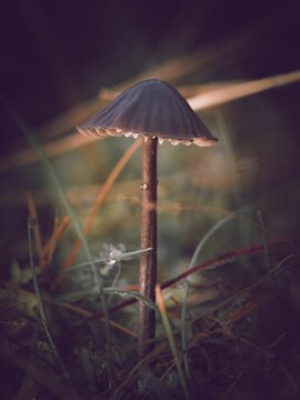 Vertical closeup of Mycena aetites, commonly known as the drab bonnet.