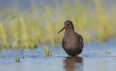 Spotted redshank  - in spring feeding at wetland  on the migration way