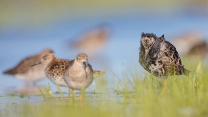 Ruff - birds at a wetland on the mating season in spring