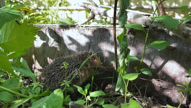 Beautiful wild dwarf hedgehog foraging and has leaves around, Erinaceus europaeus, European hedgehog or common hedgehog. 4k footage. 