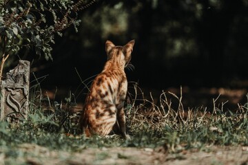 Ginger, orange cat looking into the forest with glimpses of sunlight on it captured from behind
